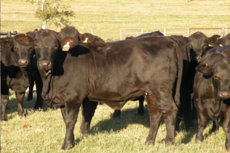 Angus Cattle for sale
